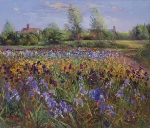 Iris en Burgate Green